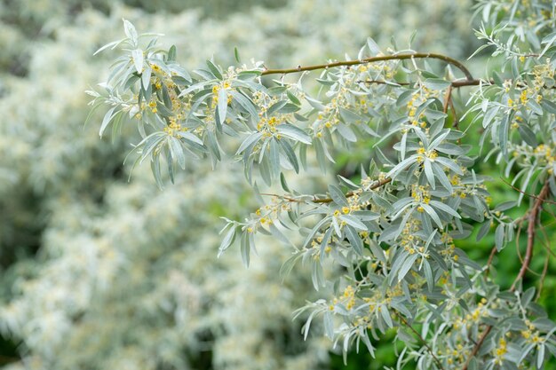 Background with Loch shrub silver