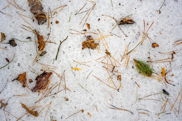 雪解けと落ち葉の背景雪の冬のテクスチャに木の樹皮のトウヒの針