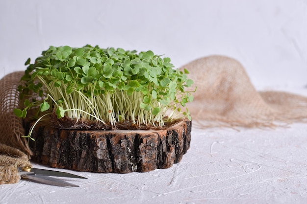 Background with microgreen arugula on a wooden podium on a gray background