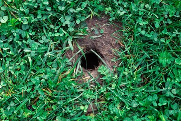 Hole with Muddy Water and Mud and Grass Stock Image - Image of grass,  nature: 175841205