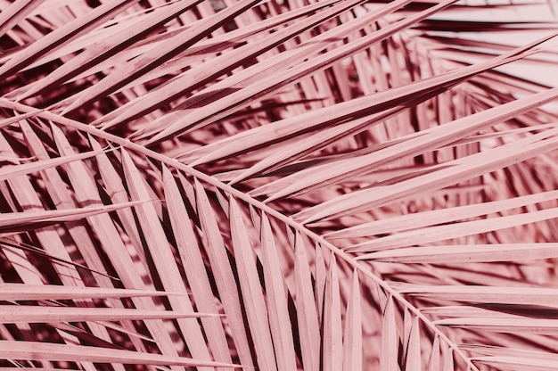 Background with palm tree leaves Pale Pink color