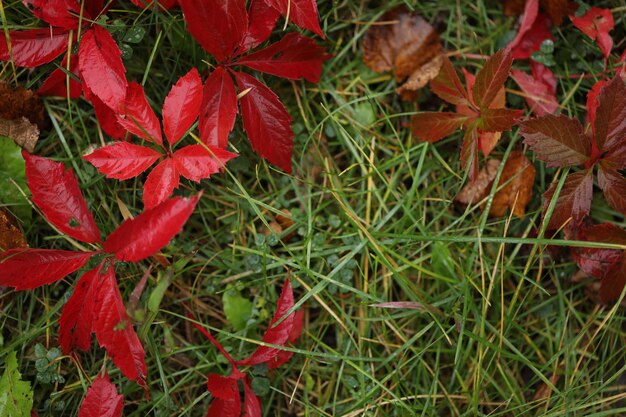 background with pattern of Parthenocissus leaves