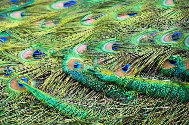 Background with patterns made of peacock feather