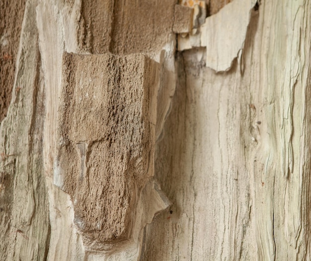 Background with petrified Wood from a Tree Fossil tree