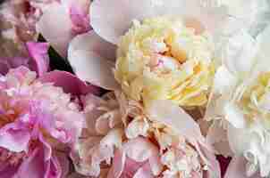 Photo background with pink peonies as a nstural background