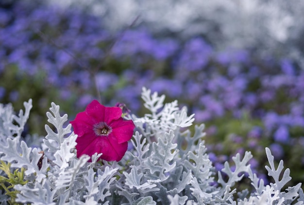 ピンクのペチュニアの花と背景