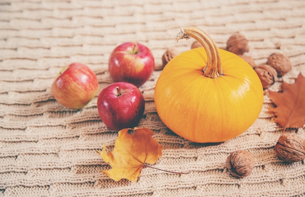 Background with pumpkin. Thanksgiving Day. Selective focus.