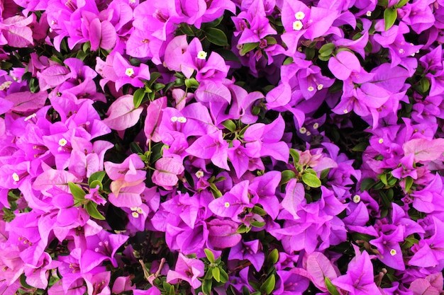 Background with purple flowers