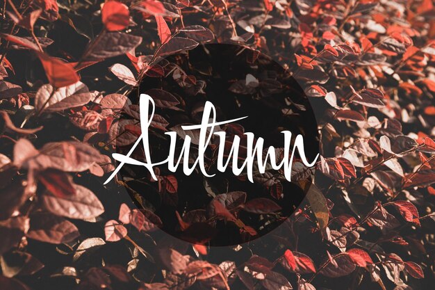 Background with red autumn leaves and an inscription in English Autumn Fall and autumn background