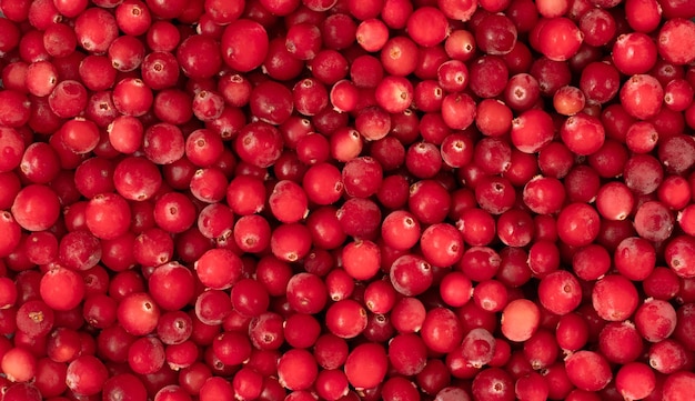 Background with red cranberry berries