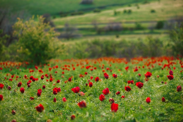 赤い牡丹牡丹の花と背景