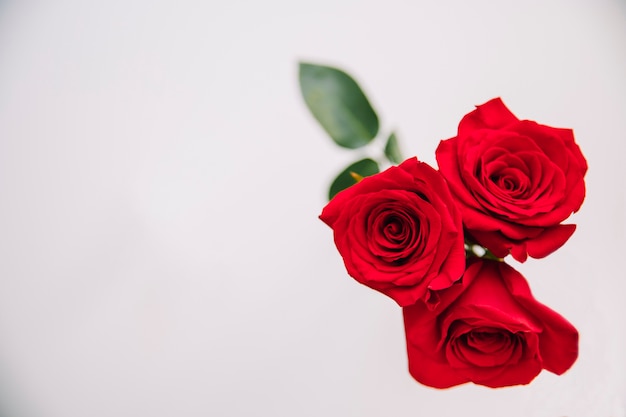 Photo background with roses