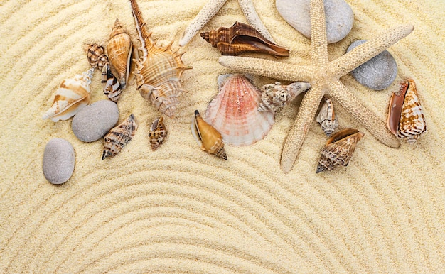 Background with seashells on the sand Selective focus