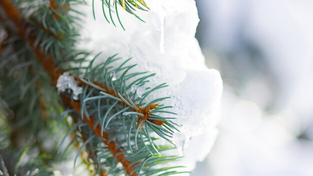 雪に覆われたモミの枝の背景。