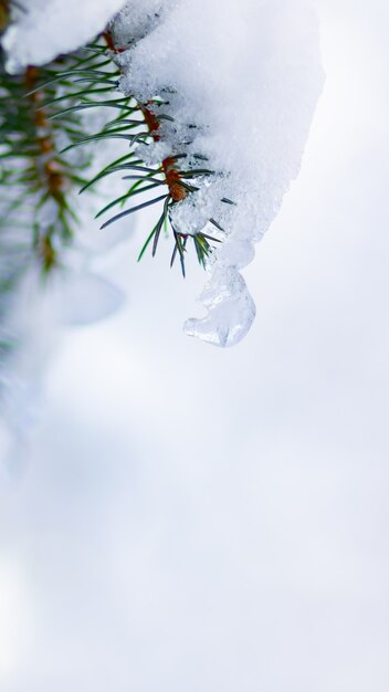 Background with snow-covered fir branches. 