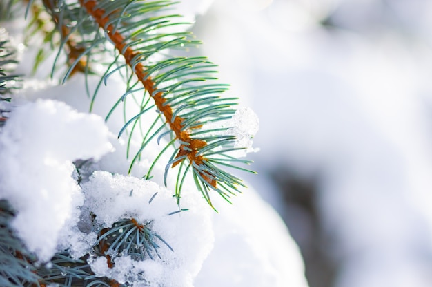 Background with snow-covered fir branches. 