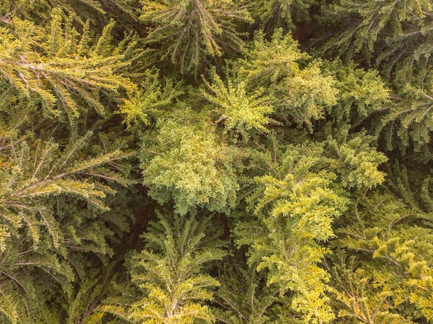 Background with Spruce Forest Flat Lay Aerial View