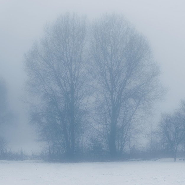 Background with trees in the fog Nature in winter time with tree trunks Concept for wood and environment