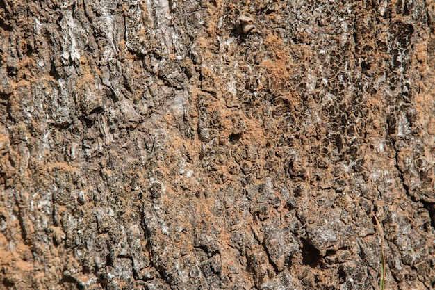 Background with wood texture of the tree trunk.