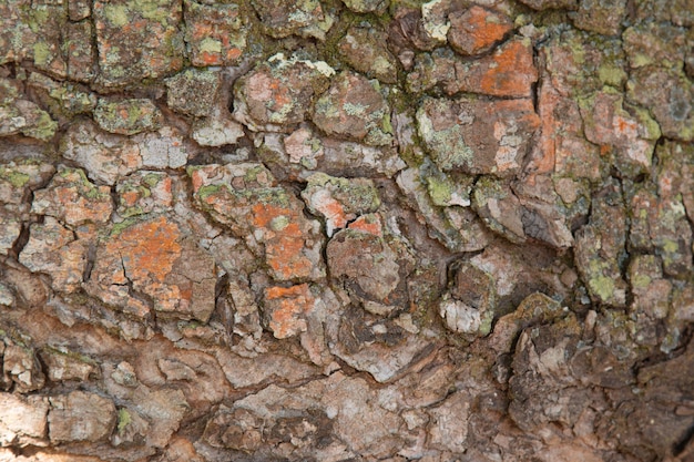 Sfondo con struttura in legno del tronco d'albero.