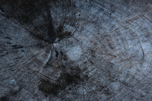 Photo background with wood texture of the tree trunk.