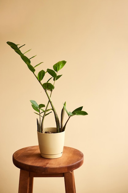 Background with zamioculcas in home interior Interior decoration with homeplants Background copy space