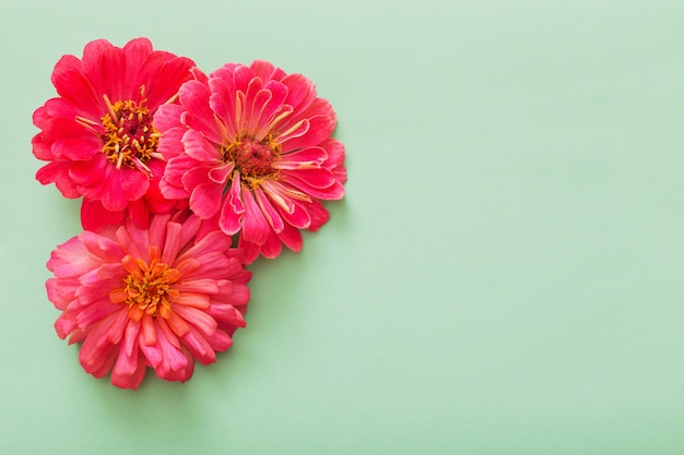 Background with zinnia flowers