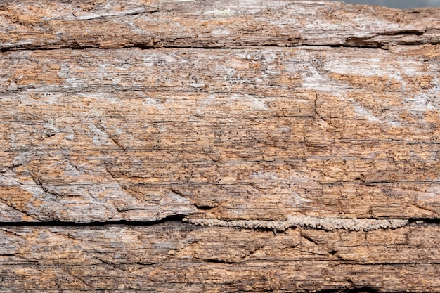 Background wood texture