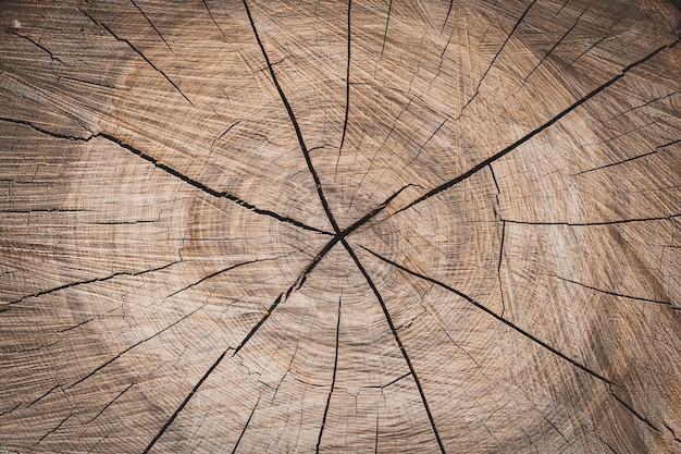 A background of a wooden stump