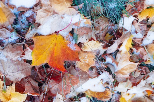 Background of yellow autumn leaves in snow