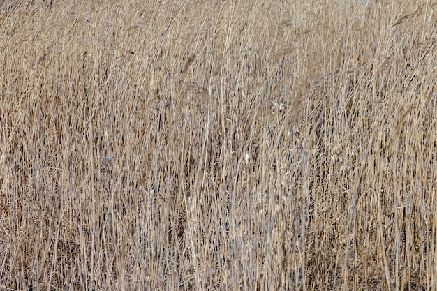 Background of yellow dry grass. Nature, ecology, plants, crops. Dry grassy field with Spikelet plant on warm bright day. Cause of forest fires all over world. Concept of drought and dehydration