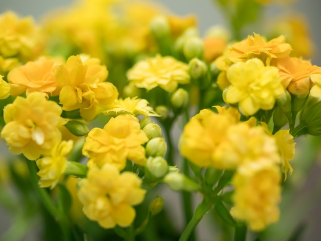 黄色の花の名前の背景Kalanchoe