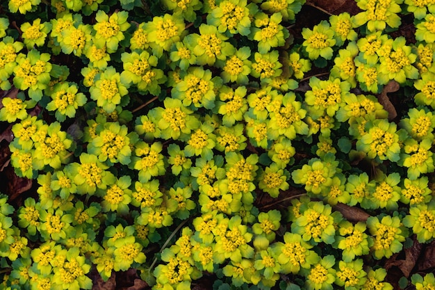 Background of yellow flowers top view