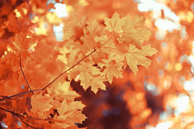 背景黄色の葉抽象/季節のビュー、落ち葉10月の背景