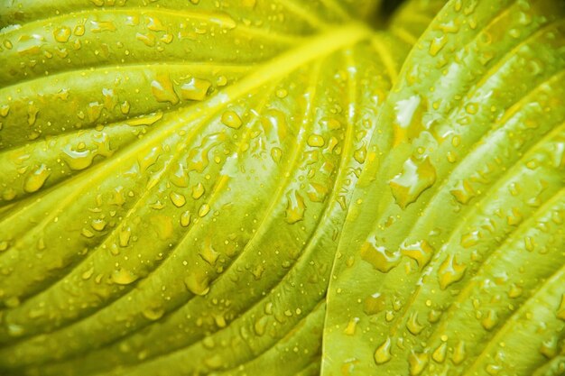 ユリの花の黄色の葉の背景。雨の中の濡れた葉の質感。