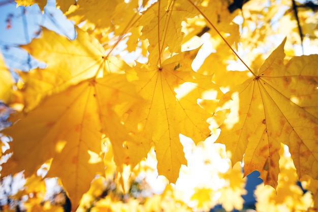 Background of yellow maple leaves. autumn