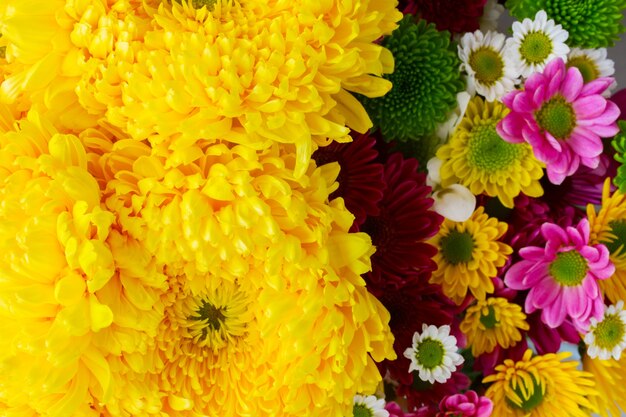 Background of yellow and pink  mum flowers close up