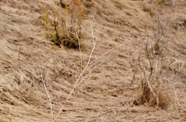 Background yellowed dry grass autumn lawn burntout dried grass nature outdoors horizontally closeup photography