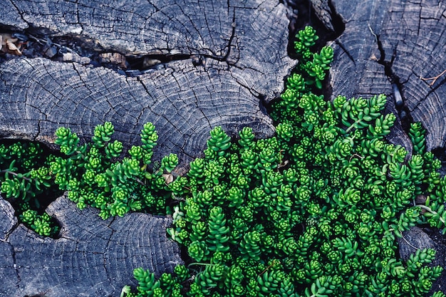 Sfondo giovane erba verde che cresce nelle fessure del vecchio ceppo di legno.