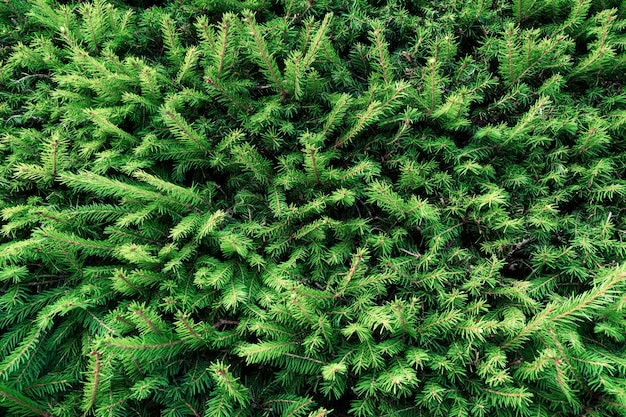 Background of young green spruce.