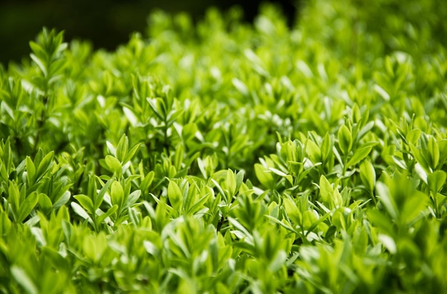 Background of young sprouts of boxwood Young green leaves