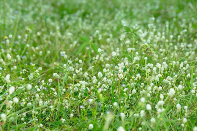 Backgrounds  Grass Flowers