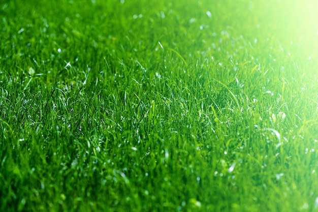 A backgrounds green grass