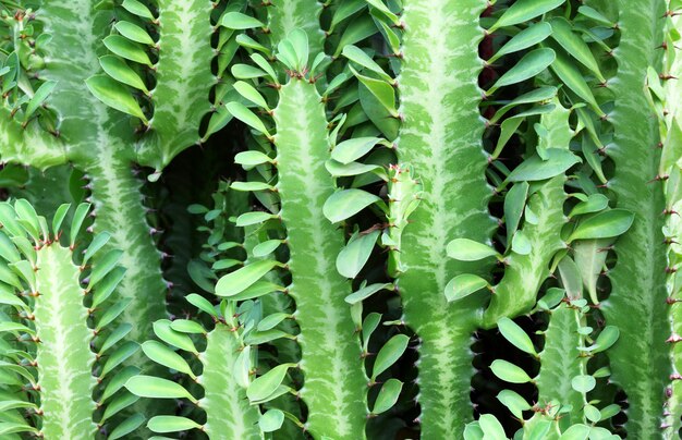 Backgruond di cactus spinoso verde lussureggiante con foglie