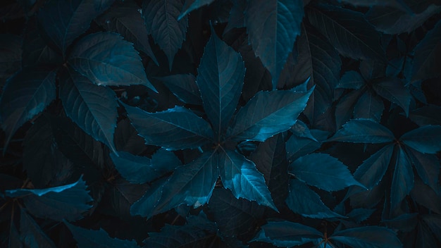 Backgtound of texture of dark leaves closeup Photo in blue tone Dark night photo