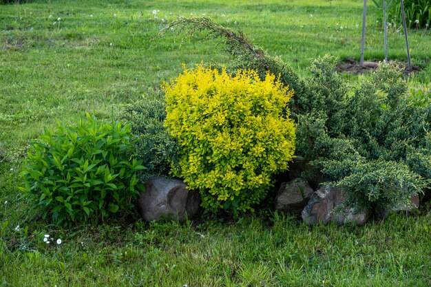 茂みや植物のグループのあるバックジャード：家の壁の前にあるジュニパー、フロックス、シャクヤク、クロベ、メギ。ガーデンデザイン