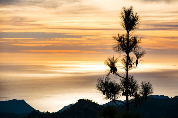 Backlighting tree, black, with orange sunset 