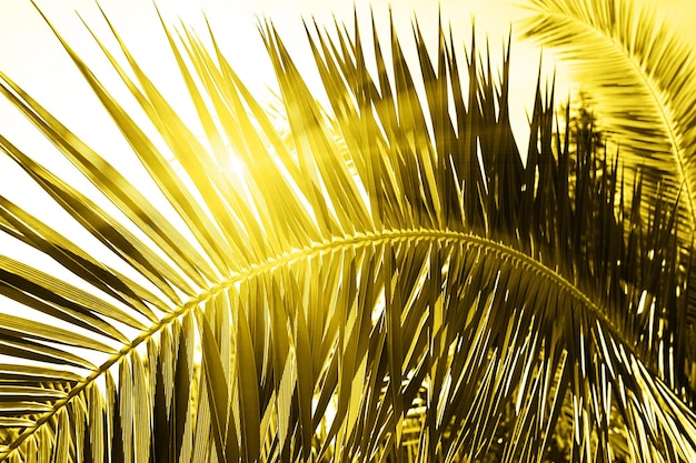 Backlit fresh palm tree leaves in trendy yellow color
