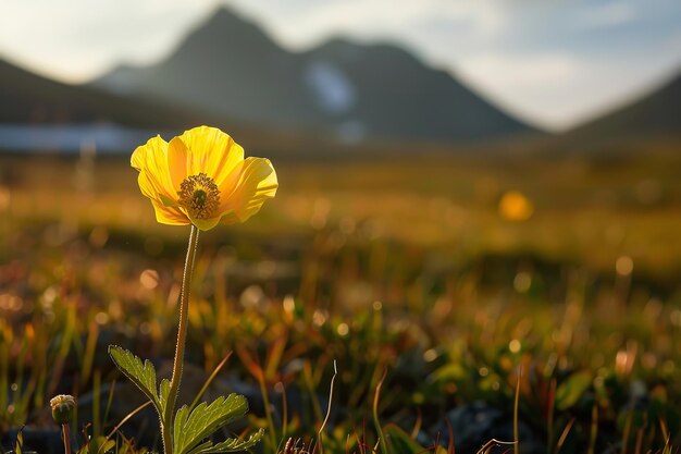 Photo backlit image of the novaya zemlya archipelagos yellowpetaled arctic poppy generative ai