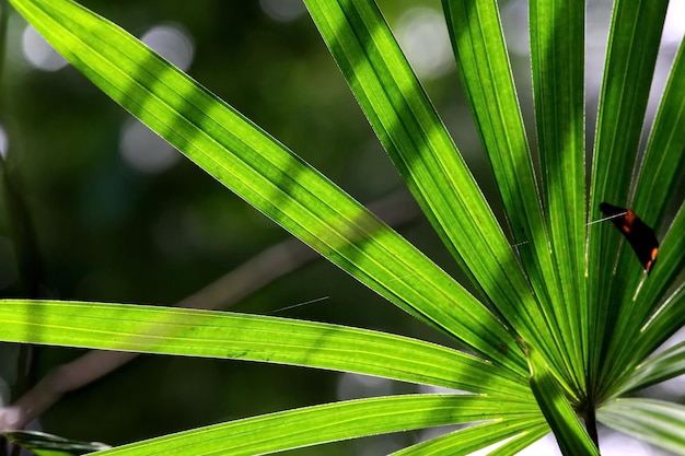 The backlit leaves look interesting.